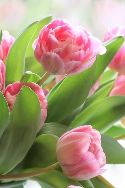 Tulips 4026273 1280